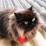 Gato desaparecido em Carianos