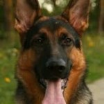 Cães de guarda, melhores raças