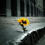 Uma flor num buraco da calçada
