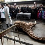 Os crimes da Dinamarca: depois de girafa, zôo mata família de leões
