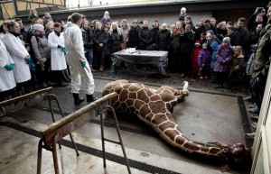 Dinamarca_denmark_zoo_kills_gir_r