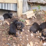 Bombeiros resgatam filhotes sob risco na capital