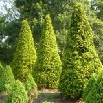 Jardim com pinheiros, alternativa para quem prefere estilo clássico