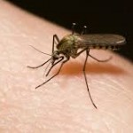 GRAVIDEZ em tempos de Zika Vírus; um alerta aos adolescentes