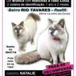 GATA DESAPARECIDA. Procura-se Kyra. Ofereço recompensa!