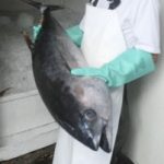 PONTO de vendas da Atlanfish no Campeche completa primeiro ano
