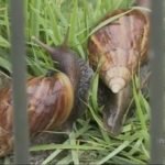 COMPOSTO orgânico combate insetos e até caramujo africano