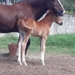 ALTERNATIVAS biotécnicas para reprodução eficiente em equinos