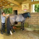 TRABALHAR com cavalos requer dedicação; confira algumas dicas