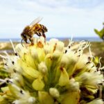 COLUNA da Aline: exuberância da natureza na primavera da Ilha