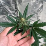 BALNEÁRIO Camboriú sedia debate gratuito sobre ‘cannabis medicinal’