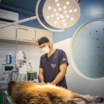 Florianópolis ganha novo hospital veterinário de alta complexidade
